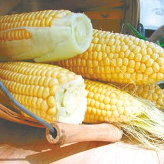 Golden Bantam Corn