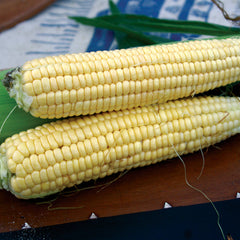 Golden Bantam Corn