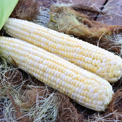 Serendipity Corn