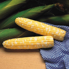 Serendipity Corn