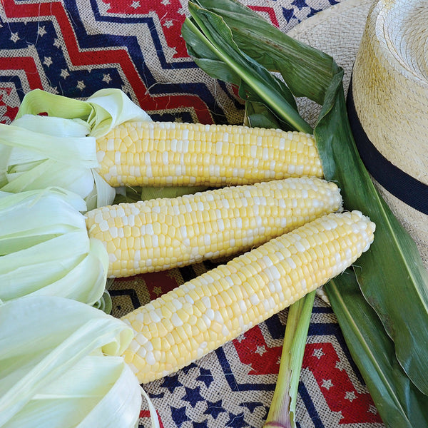 Serendipity Corn