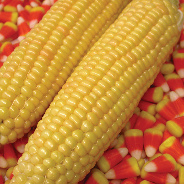 Kandy Korn Corn