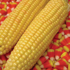 Kandy Korn Corn