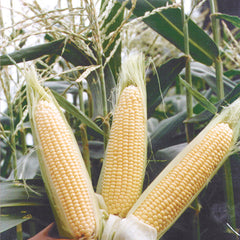 Sugar Buns Corn