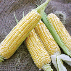 Bodacious Corn