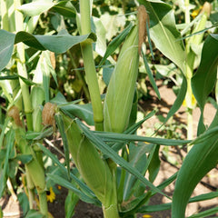 Ignition Corn
