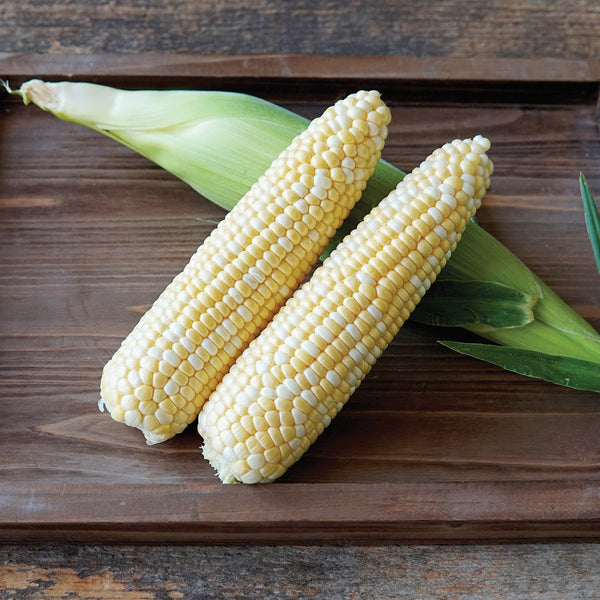 Ignition Corn