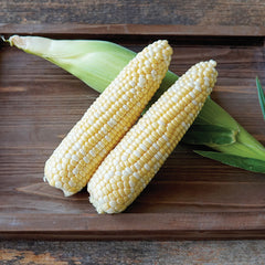 Ignition Corn
