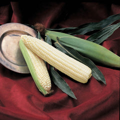 Silver Queen Corn