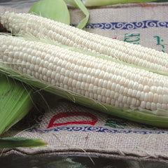 Silver Queen Corn
