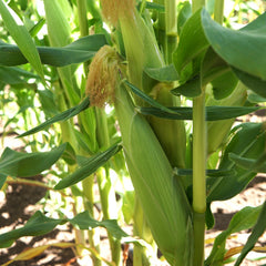 Temptress Corn