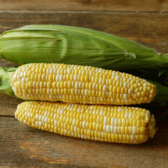 Temptress Corn