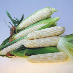 Eden Corn