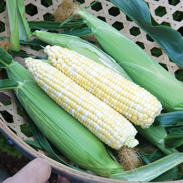 Nirvana Corn