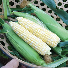 Nirvana Corn