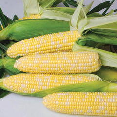Nirvana Corn