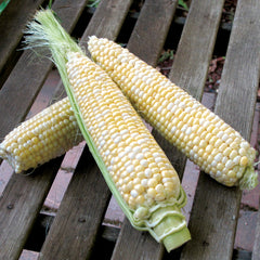 Delectable Corn