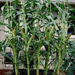 Big N' Tender Corn