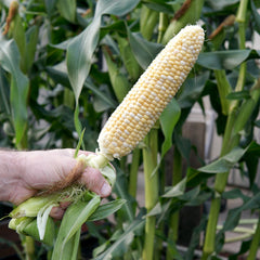 Big N' Tender Corn