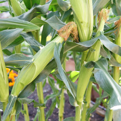 Big N' Tender Corn