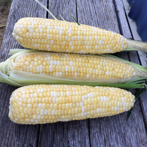 Big N' Tender Corn