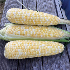 Big N' Tender Corn