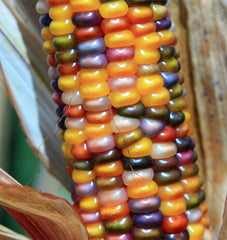 Glass Gem Organic