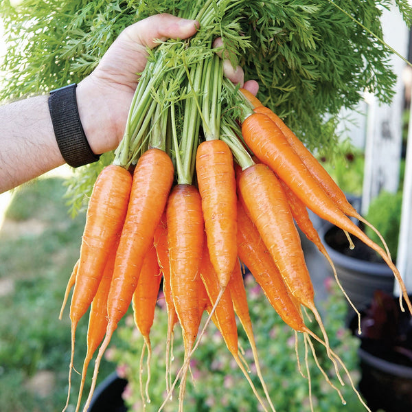 Kuroda Improved Carrot