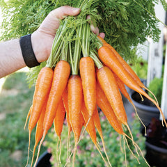 Kuroda Improved Carrot