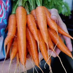 Kuroda Improved Carrot