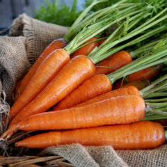 Kuroda Improved Carrot