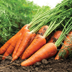 Kuroda Improved Carrot