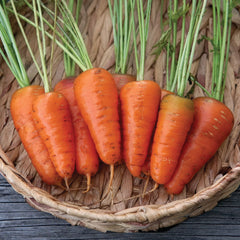 Coventry Carrot