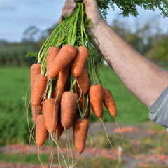 Coventry Carrot