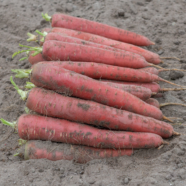 Redsun Carrot