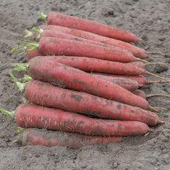 Redsun Carrot