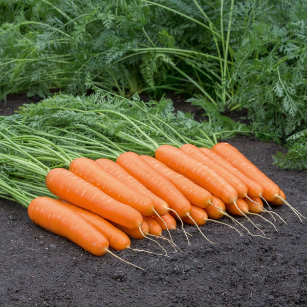 Naval Carrot