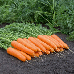 Naval Carrot