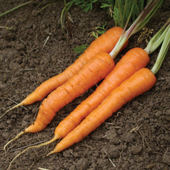 Bolero Carrot