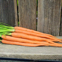 Candysnax Carrot