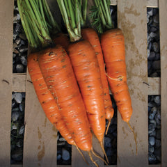 Giants Of Colmar Carrot