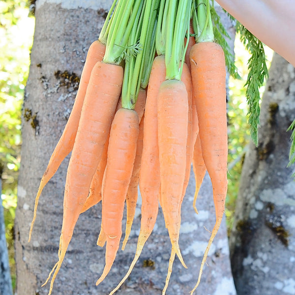 Giants Of Colmar Carrot