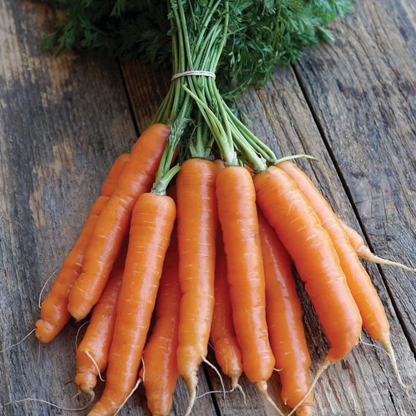 Mokum Carrot