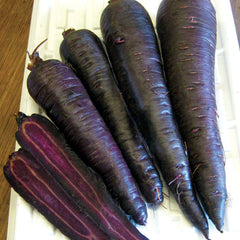 Purple Sun Carrot