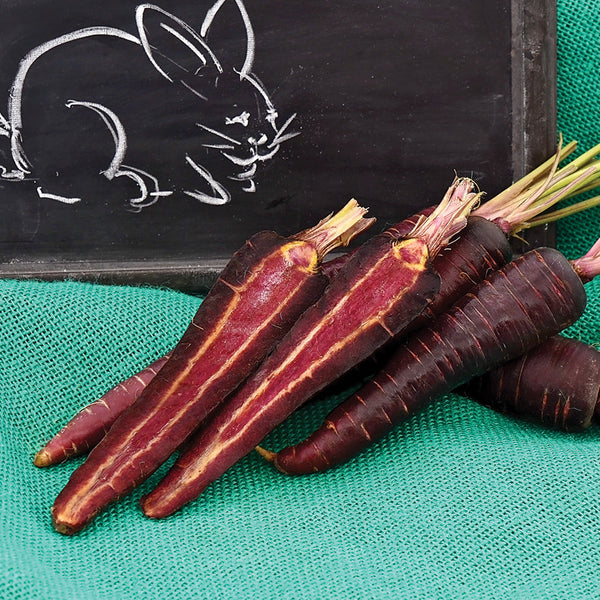 Purple Sun Carrot