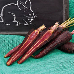 Purple Sun Carrot
