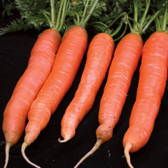 Merida Carrot