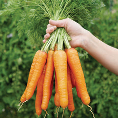 Merida Carrot