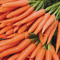 Mignon Carrot