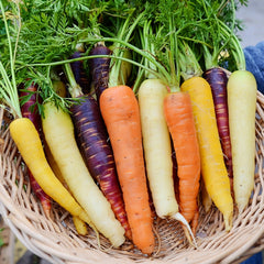 Northern Lights Blend Carrot